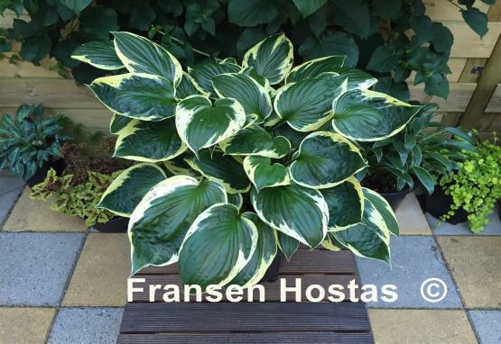 Hosta Independence